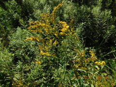 Solidago juncea