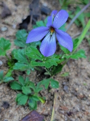 Viola pedata