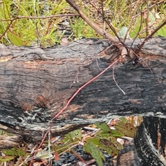 Eucalyptus piperita