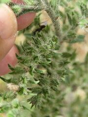 Echium