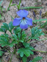 Viola pedata