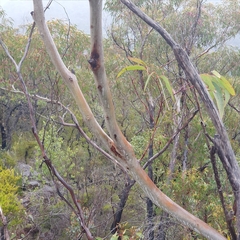 Eucalyptus piperita