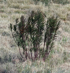 Gomphocarpus fruticosus
