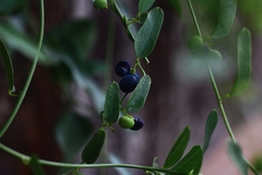 Cocculus diversifolius
