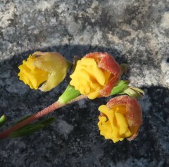 Hermannia concinnifolia