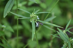 Campsomerinae