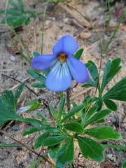 Viola pedata