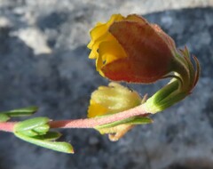 Hermannia concinnifolia