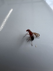 Tritoxa incurva