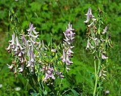 Corydalis caseana