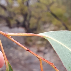 Eucalyptus piperita