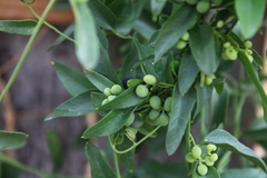 Cocculus diversifolius