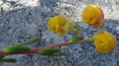 Hermannia concinnifolia