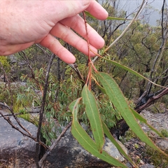 Eucalyptus piperita