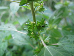 Margaridisa atriventris