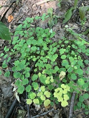 Thalictrum dioicum
