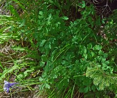 Aquilegia coerulea