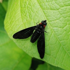 Cyananthrax cyanopterus