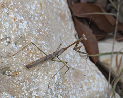 Mantodea