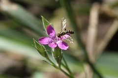 Toxomerus occidentalis