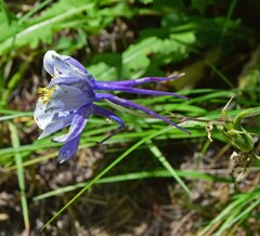 Aquilegia coerulea