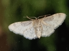 Idaea filicata