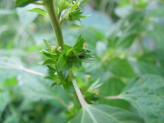 Margaridisa atriventris