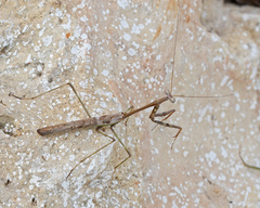 Mantodea