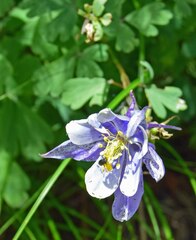 Aquilegia coerulea