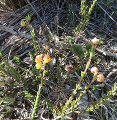 Hermannia concinnifolia
