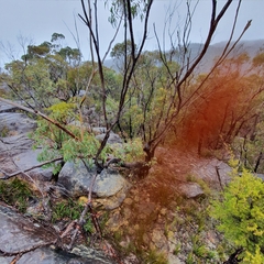 Eucalyptus piperita