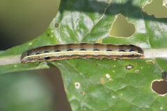 Spodoptera ornithogalli