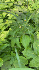 Galinsoga quadriradiata