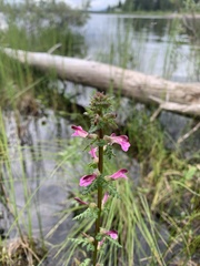 Pedicularis palustris