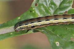 Spodoptera ornithogalli