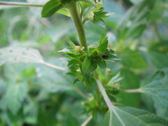 Margaridisa atriventris