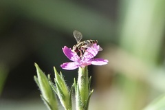 Toxomerus occidentalis