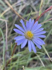 Symphyotrichum chilense