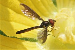 Ocyptamus fuscipennis