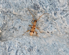 Plectromerus distinctus