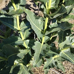 Asclepias erosa