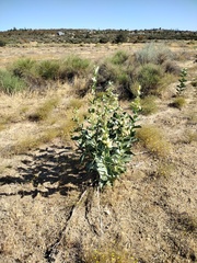Asclepias erosa
