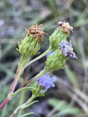 Symphyotrichum chilense