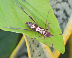 Euryscelis suturalis