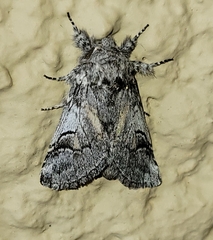 Astiptodonta aonides