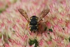 Anthidium oblongatum