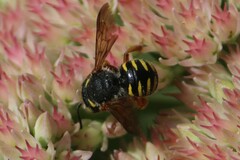 Anthidium oblongatum