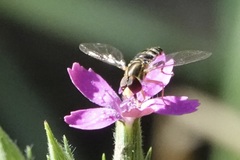 Toxomerus occidentalis