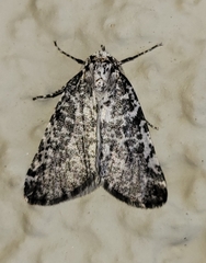Eucaterva variaria