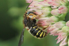 Anthidium oblongatum